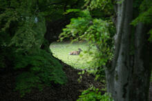 Dining roomの写真10